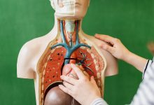 Photo of Как поддерживать здоровье пищеварительной системы